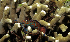 Synchiropus splendidus