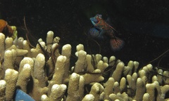 Synchiropus splendidus