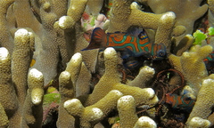 Synchiropus splendidus