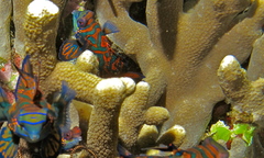 Synchiropus splendidus