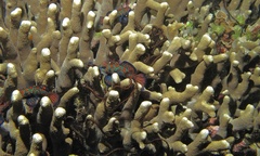 Synchiropus splendidus