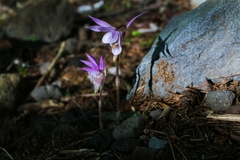 Calypso bulbosa speciosa