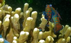 Synchiropus splendidus