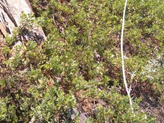 Arctostaphylos nevadensis