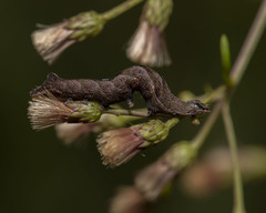 Perigea xanthioides
