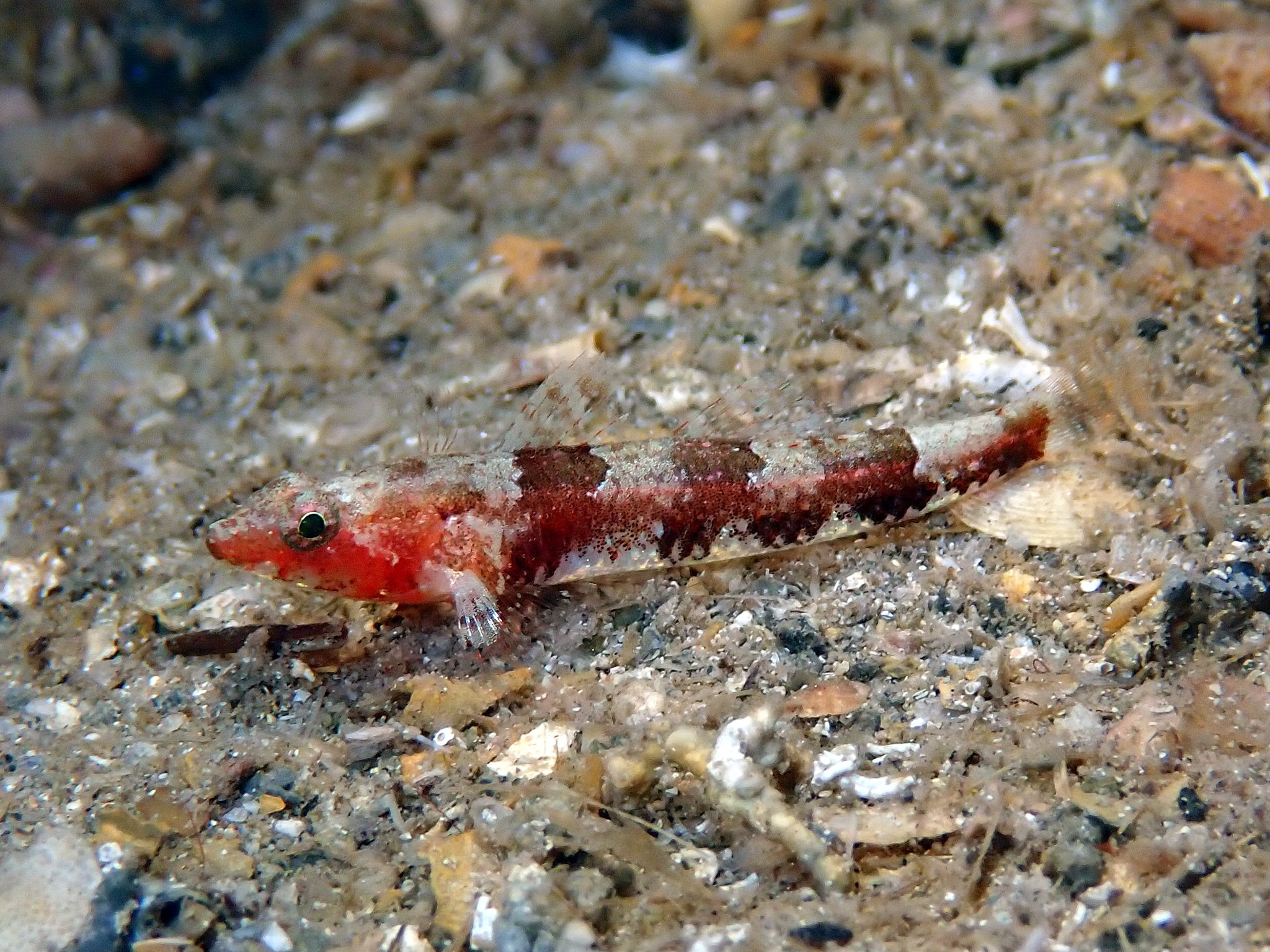 Lloris' Grotto Goby photo 5