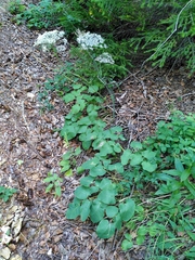 Laserpitium latifolium