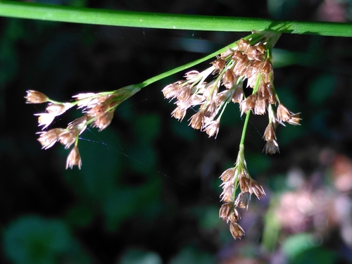 sitina rozložitá (Juncus effusus)