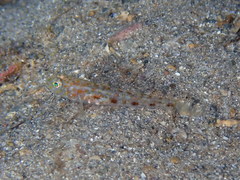 Thorogobius macrolepis