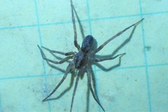 Agroeca pratensis