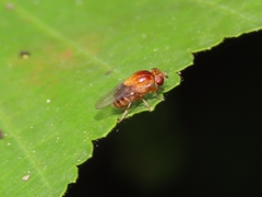 Thaumatomyia rubida
