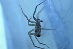 Agroeca pratensis
