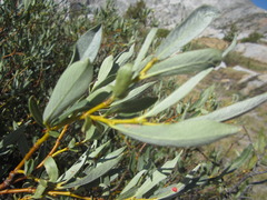 Salix orestera