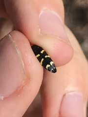 Acmaeodera macra