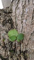 Platycerioideae