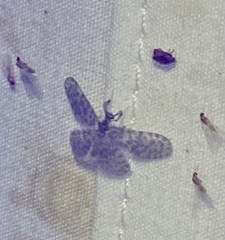 Nallachius americanus