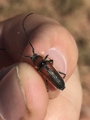 Crossidius discoideus