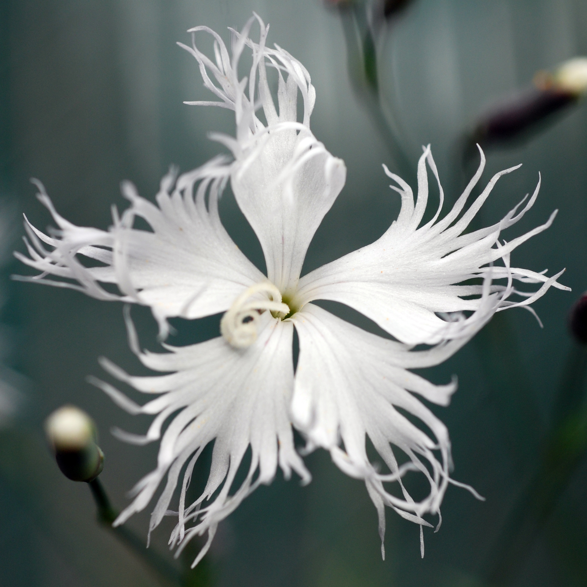 Dianthus arenarius