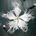 Dianthus arenarius - Photo (c) Claire Woods, algunos derechos reservados (CC BY-NC-ND)
