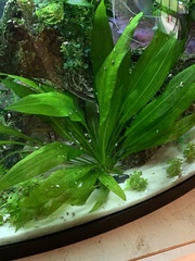 Echinodorus grisebachii