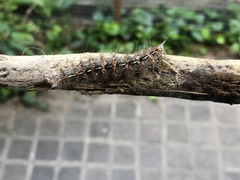 Paracles fusca