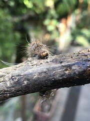 Paracles fusca