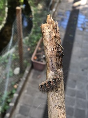 Paracles fusca