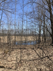 Lithobates sylvaticus
