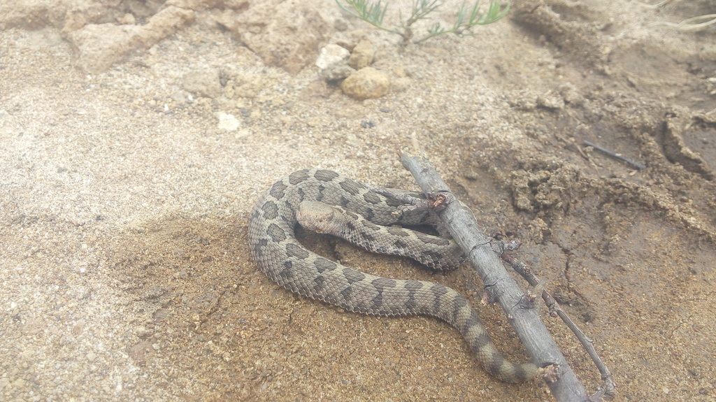 Mexican Pygmy Rattlesnake from Parque Tarango, Ciudad de México, CDMX ...