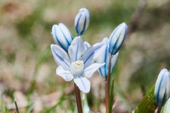 Puschkinia scilloides