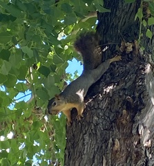 Sciurus niger