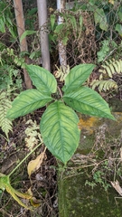 Xanthosoma wendlandii