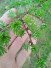 Larix