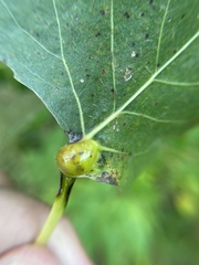 Pemphigus populicaulis