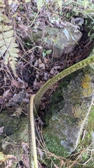 Xanthosoma wendlandii