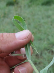 Digitaria eriantha