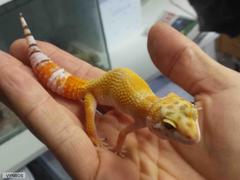 Eublepharis macularius