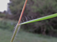 Digitaria eriantha