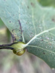 Pemphigus populicaulis