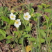 Fragaria viridis - Photo (c) HermannFalkner/sokol, μερικά δικαιώματα διατηρούνται (CC BY-NC)