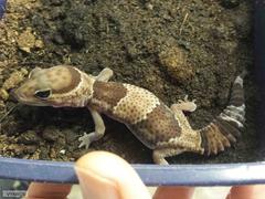 Eublepharis macularius