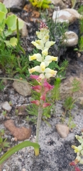 Lachenalia lutea