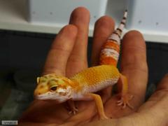 Eublepharis macularius