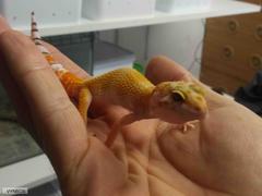 Eublepharis macularius