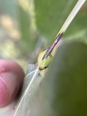 Pemphigus populicaulis