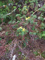 Hypericum irazuense