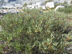 Salix orestera