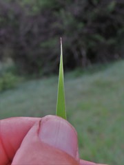 Digitaria eriantha