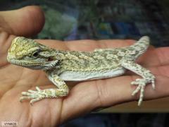 Pogona