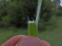 Digitaria eriantha